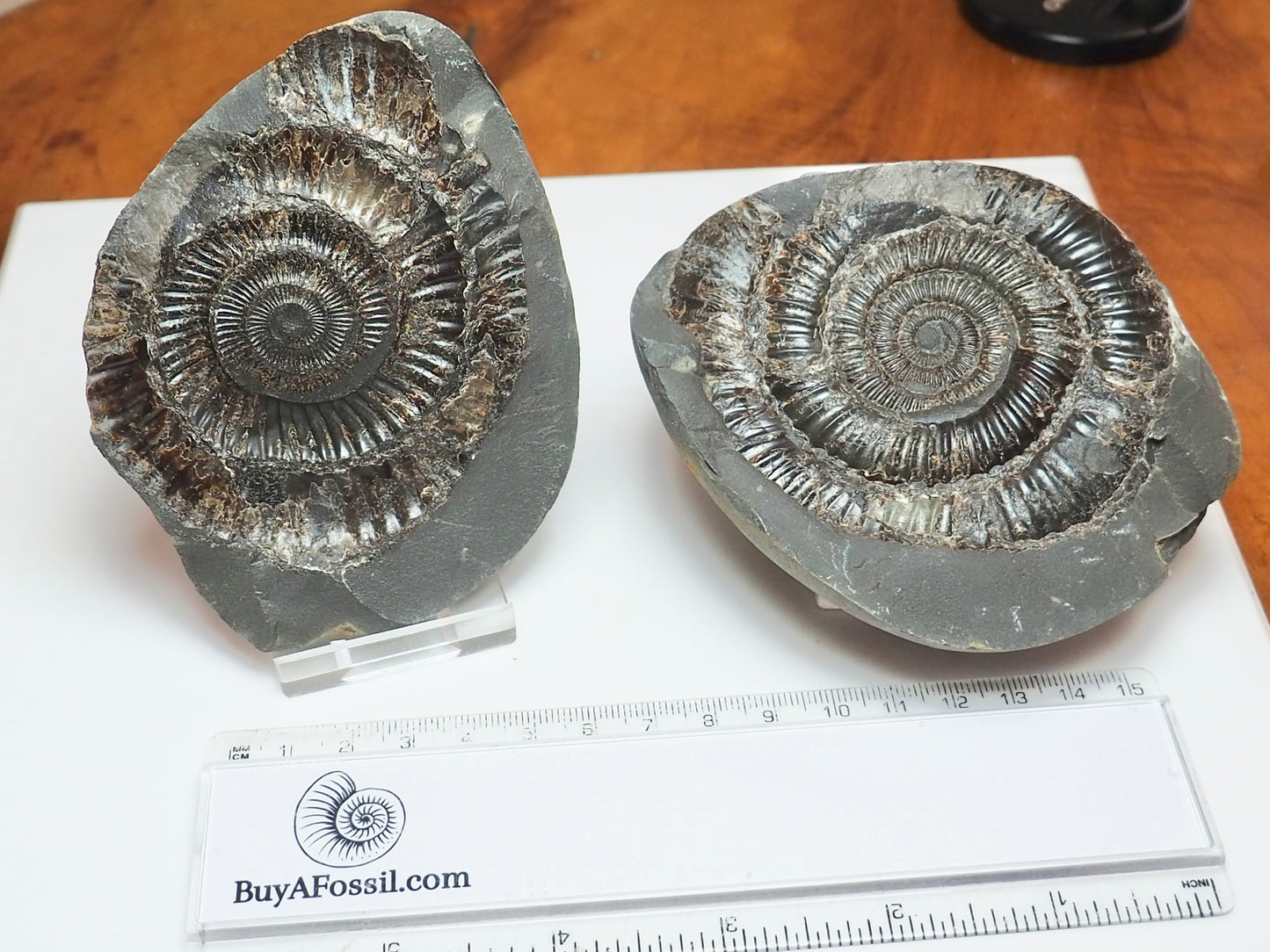 Dactylioceras Ammonite Fossil Split Pair – Whitby – Lower Jurassic