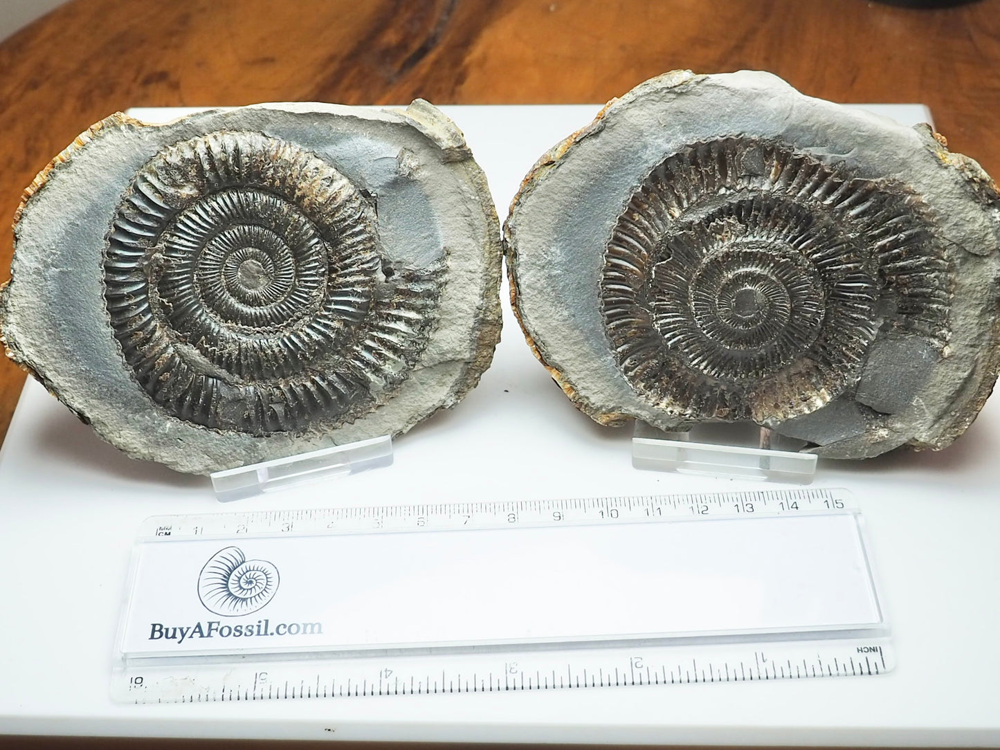 Dactylioceras Ammonite Fossil Split Pair – Yorkshire Coast – Jurassic