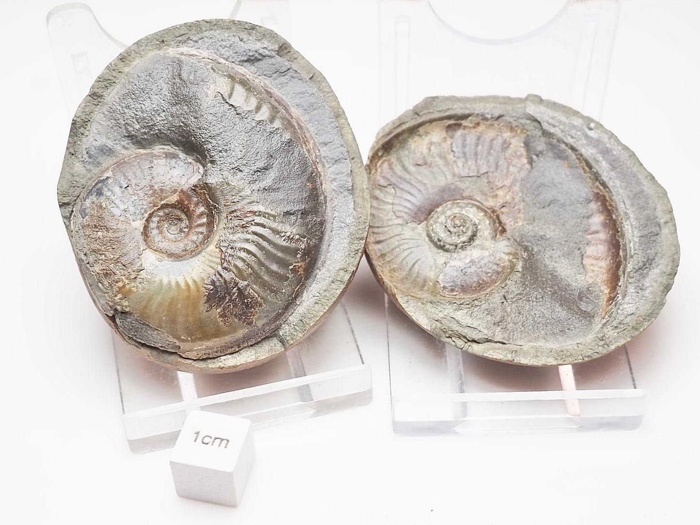 Eleganticeras Ammonite Fossil Split Pair – Yorkshire Coast – Jurassic