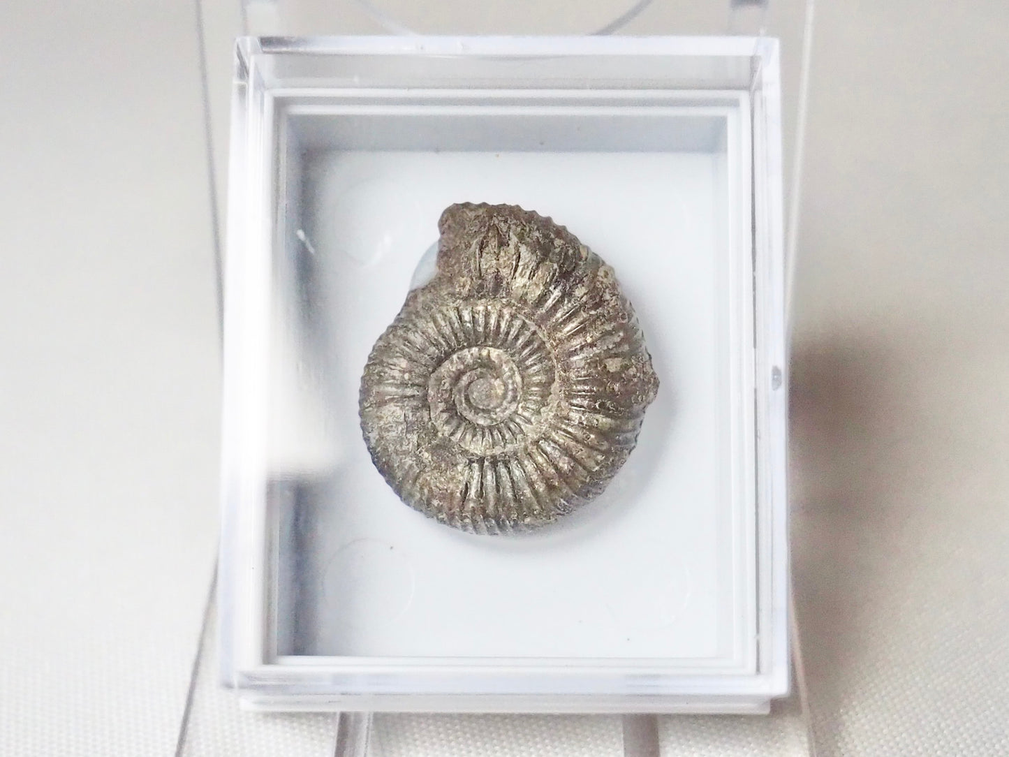 Dactylioceras Boxed Specimen