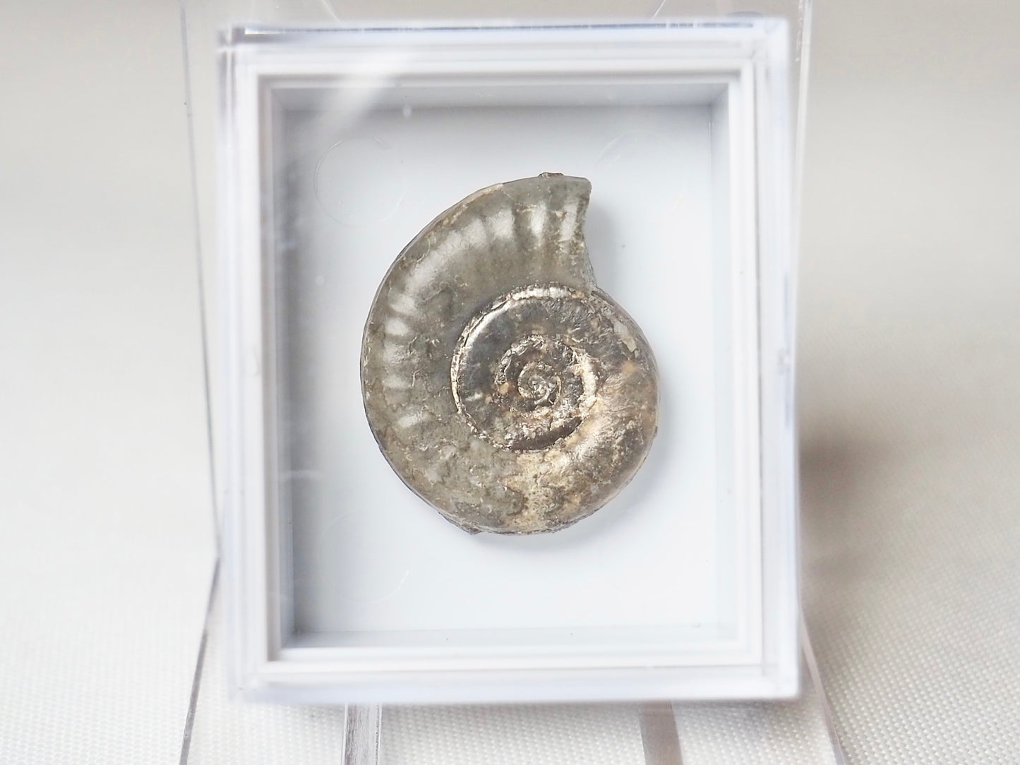 Ammonite Boxed Specimen
