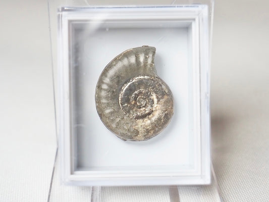 Ammonite Boxed Specimen
