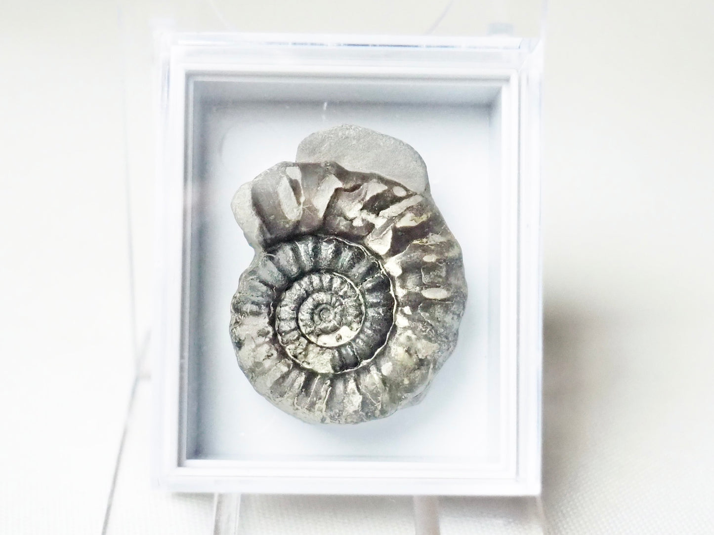Gagaticeras Boxed Specimen