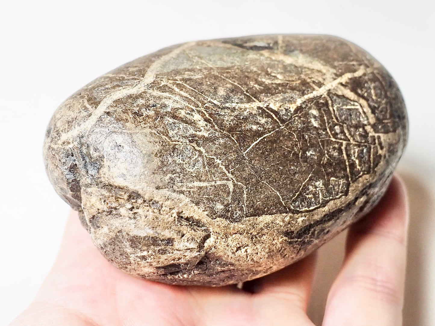 Fossil Wood