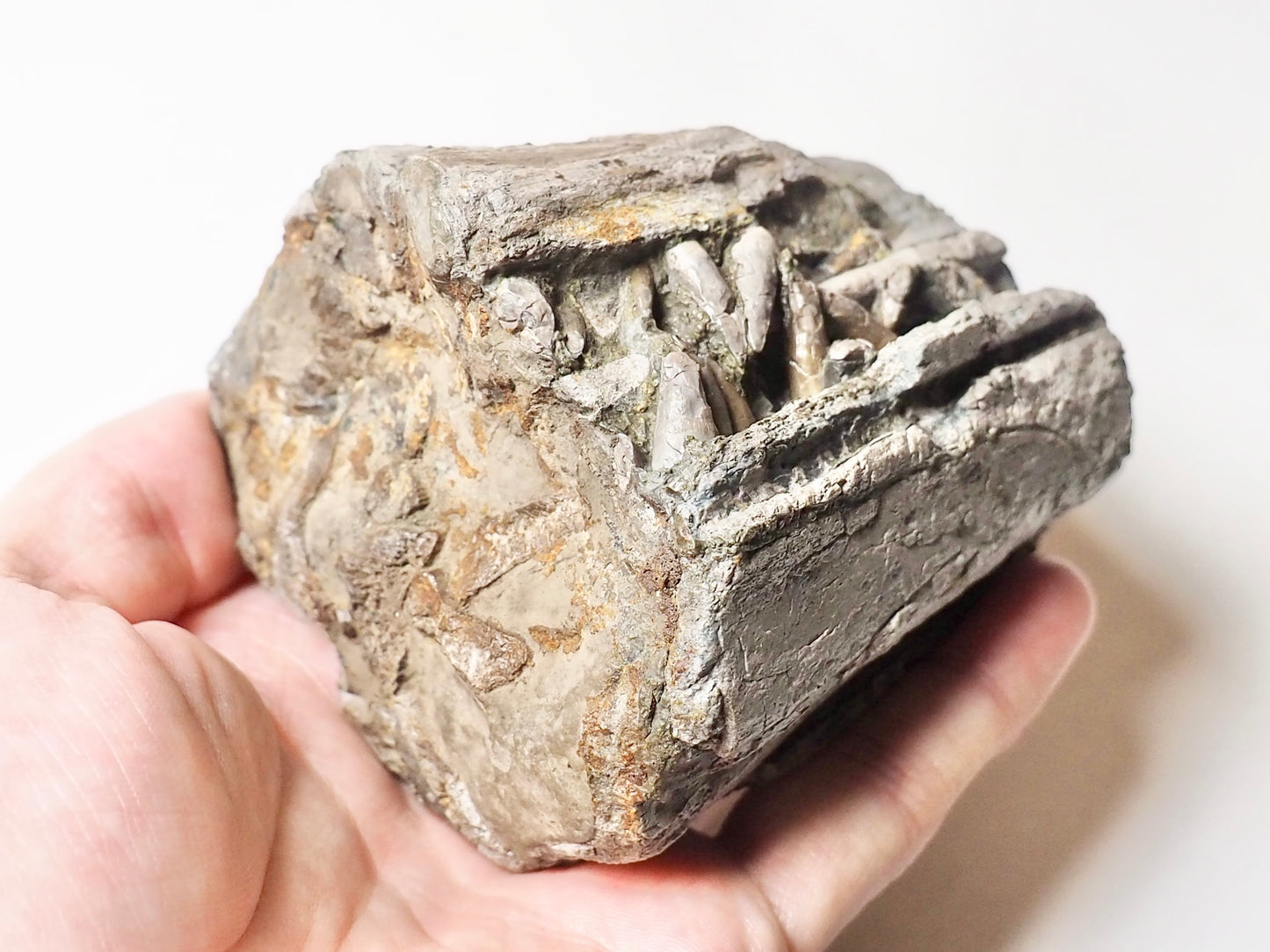Ichthyosaur Jaw