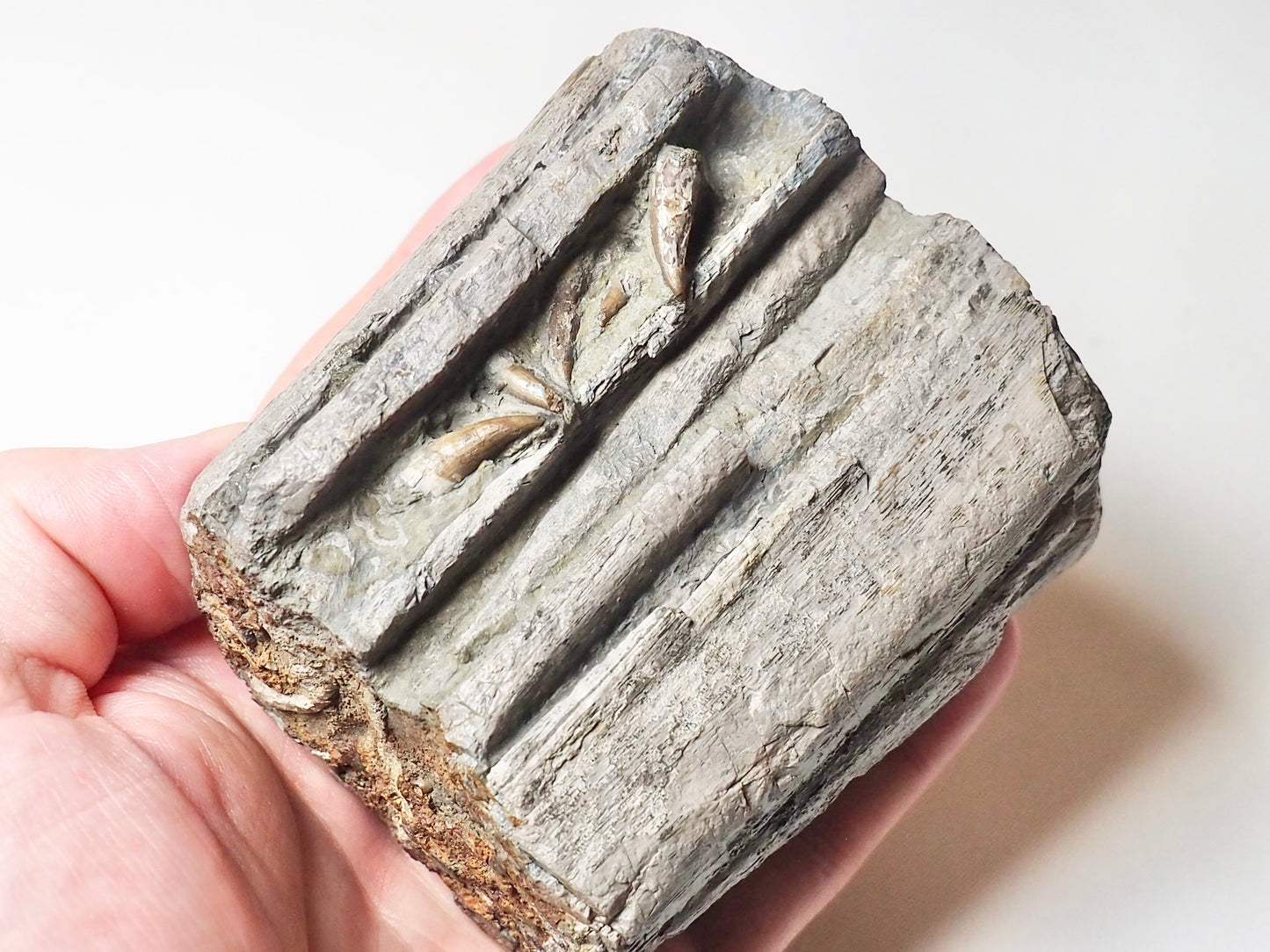 Ichthyosaur Jaw