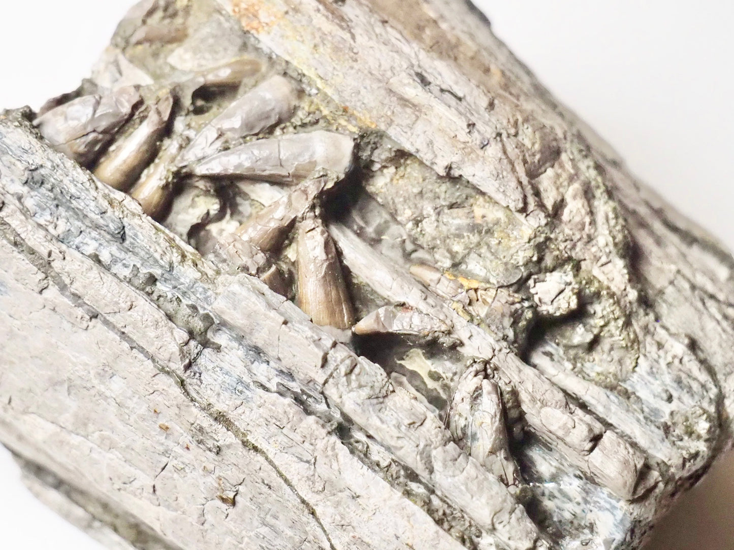 Ichthyosaur Jaw