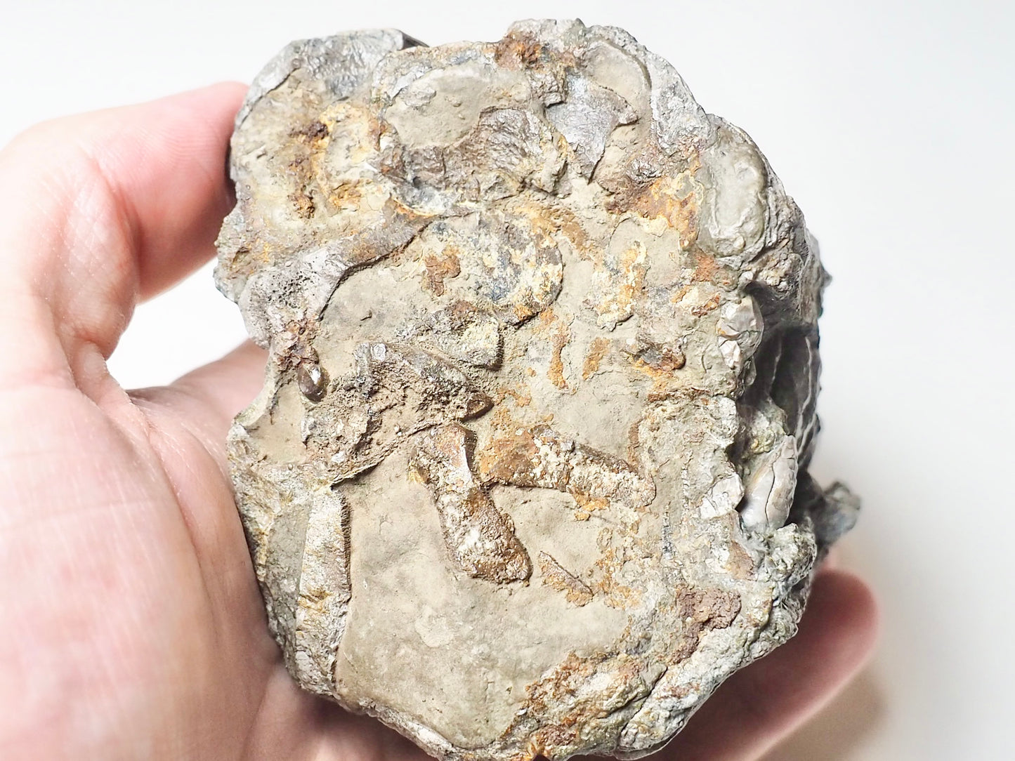 Ichthyosaur Jaw