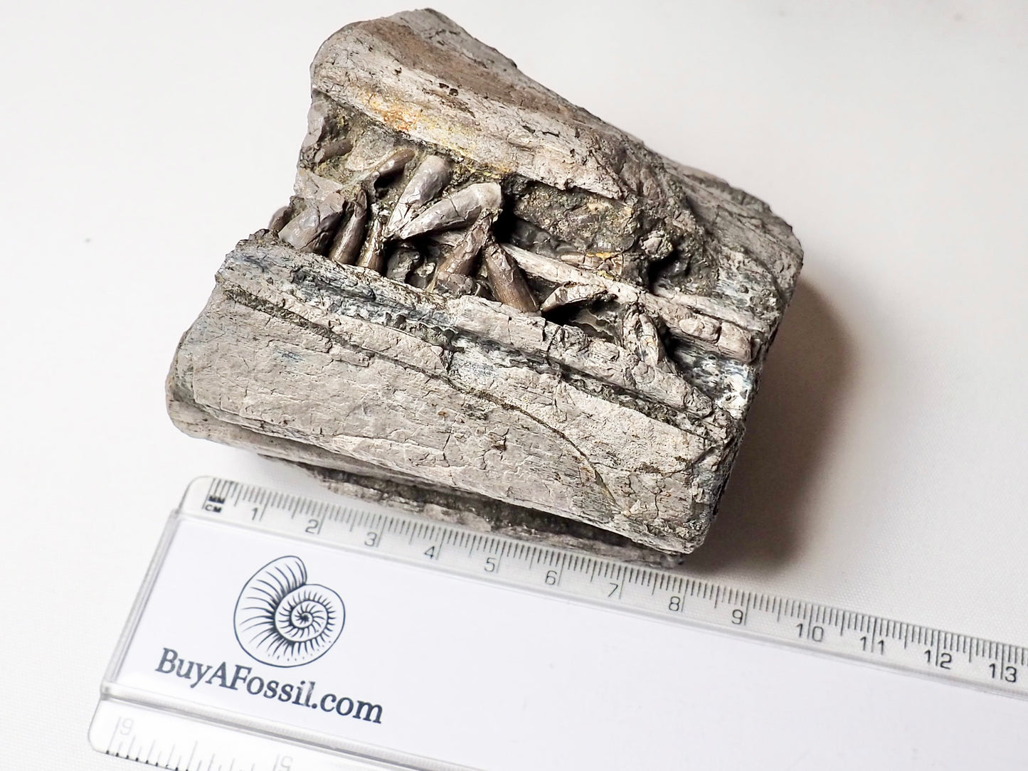 Ichthyosaur Jaw