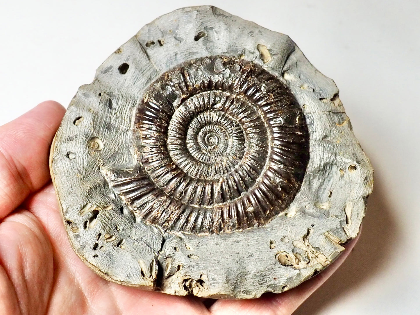 Dactylioceras