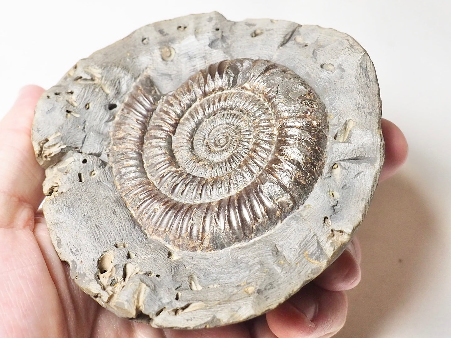 Dactylioceras