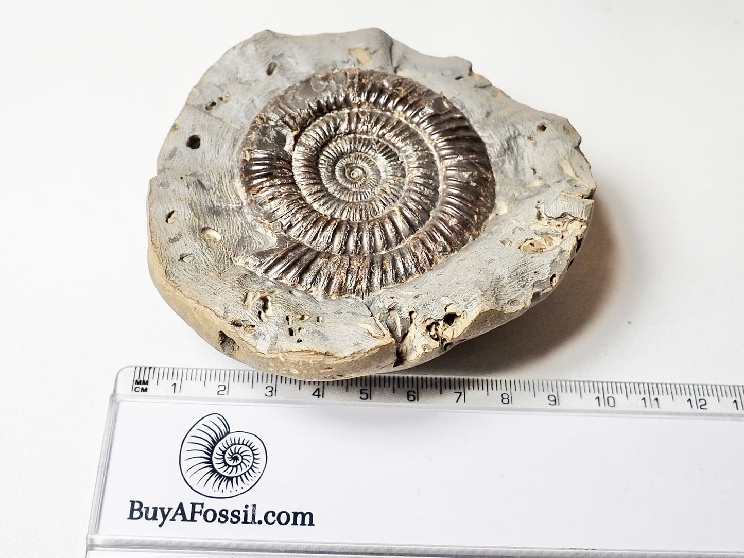 Dactylioceras