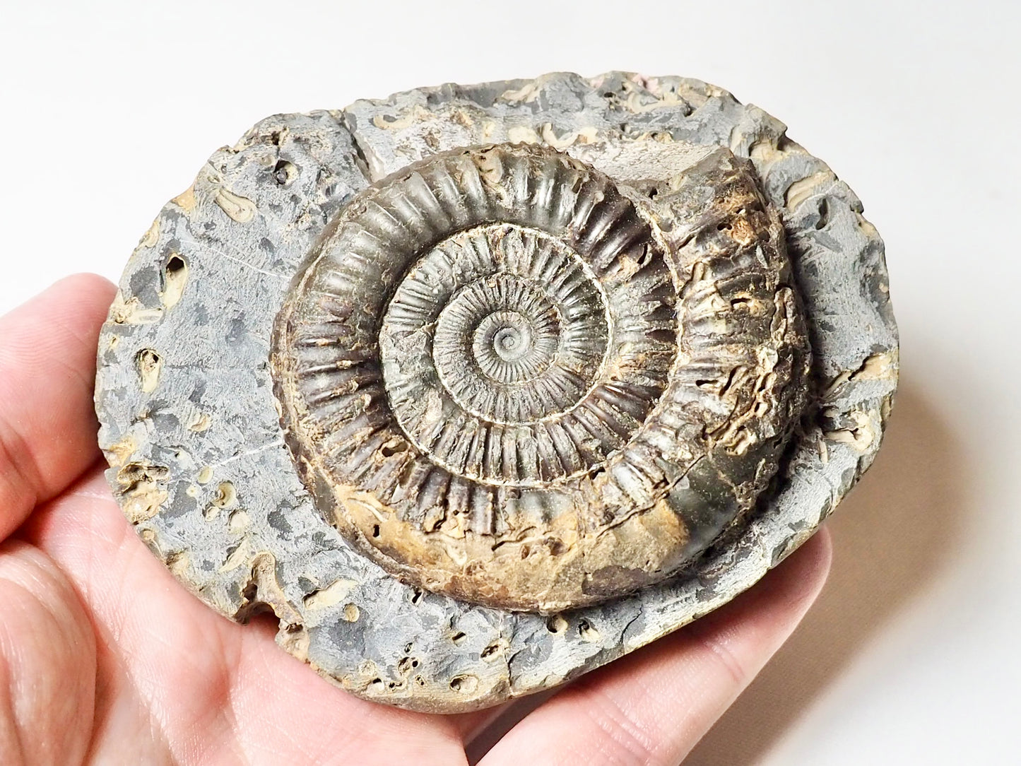 Dactylioceras