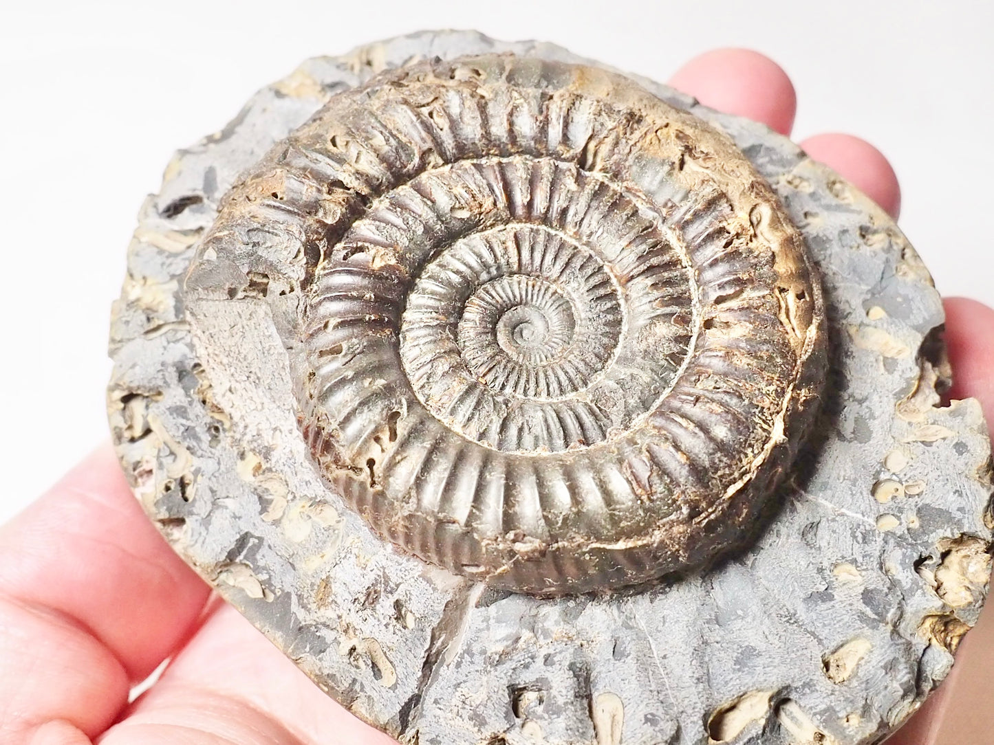 Dactylioceras