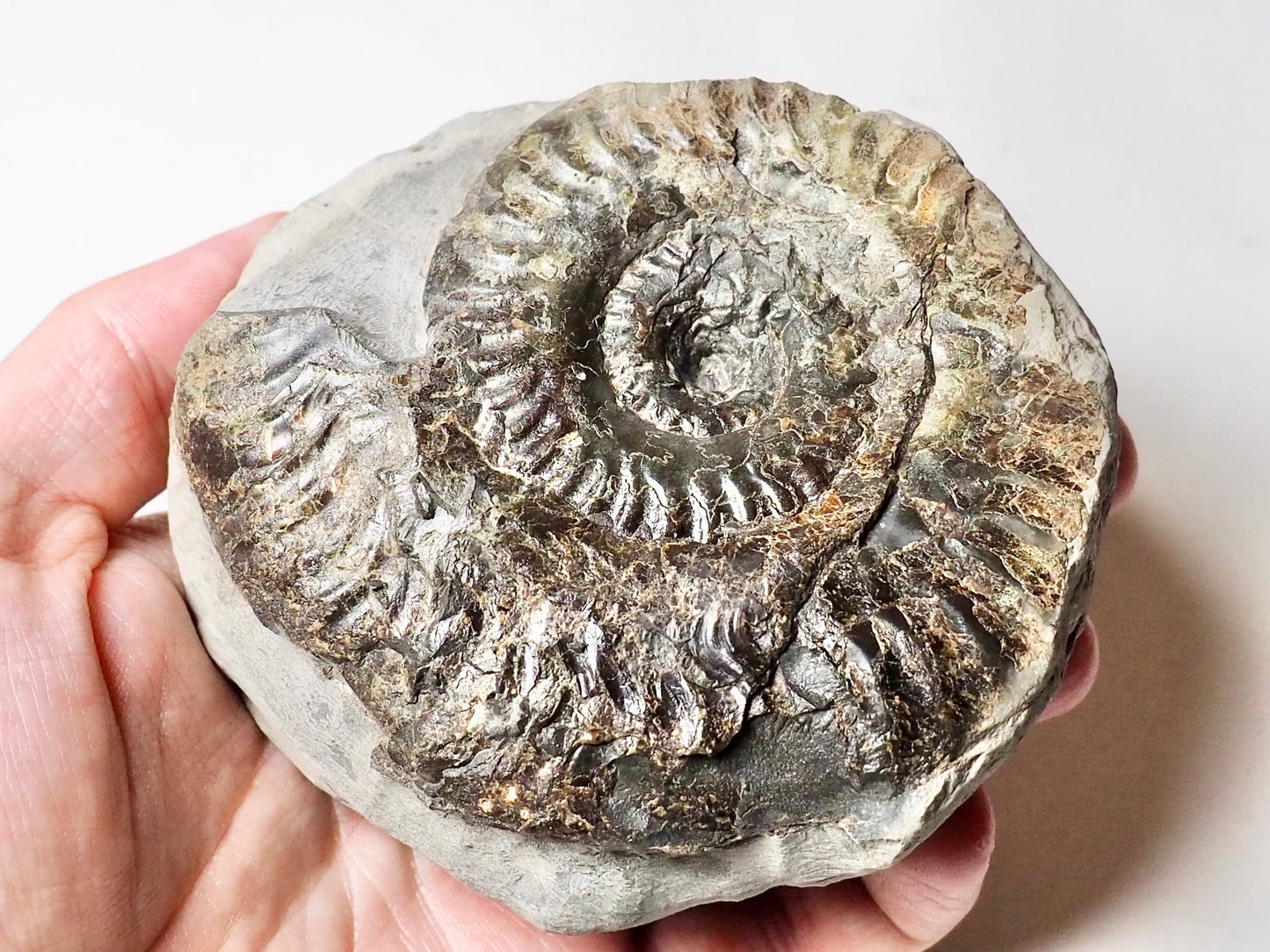Hildoceras