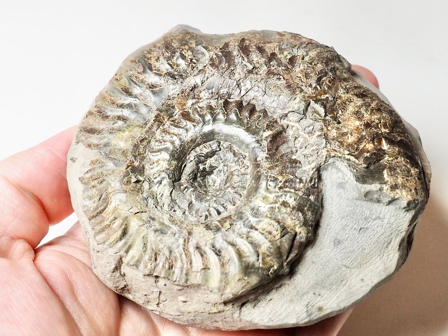 Hildoceras