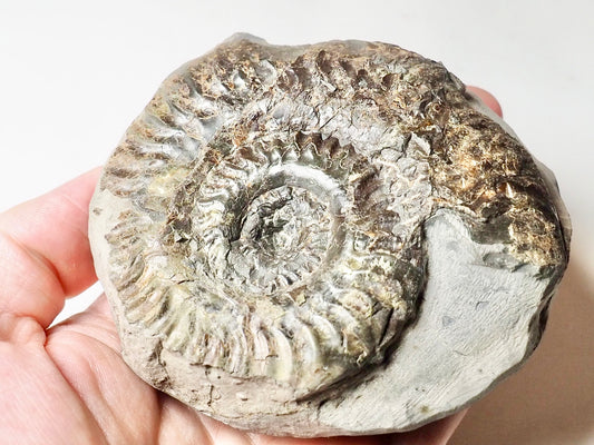 Hildoceras