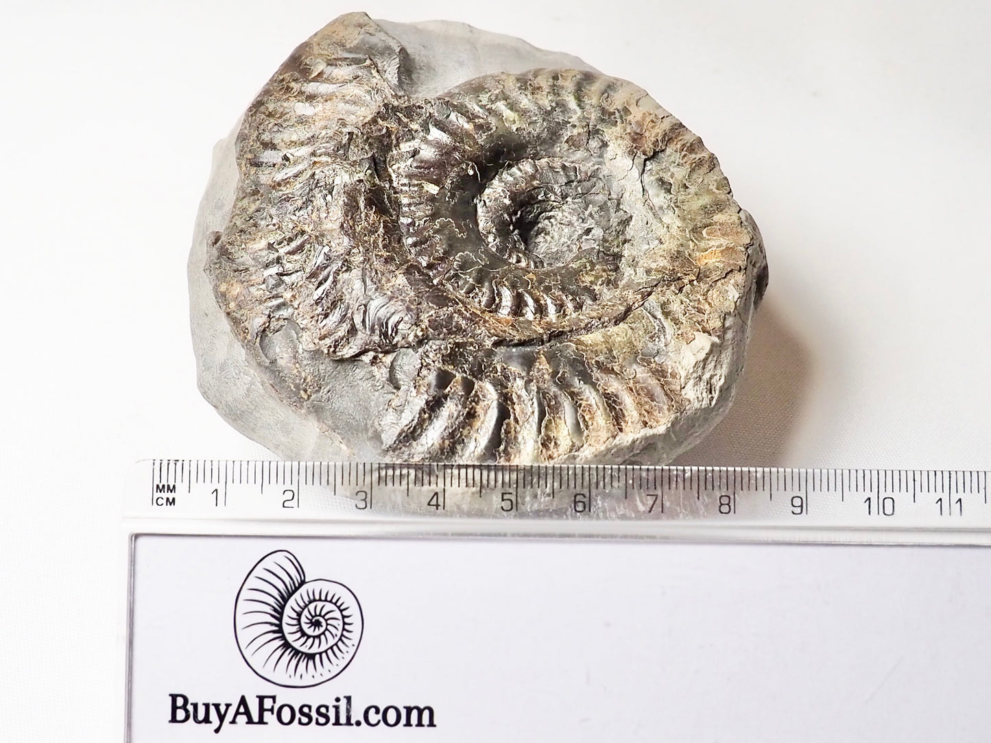 Hildoceras