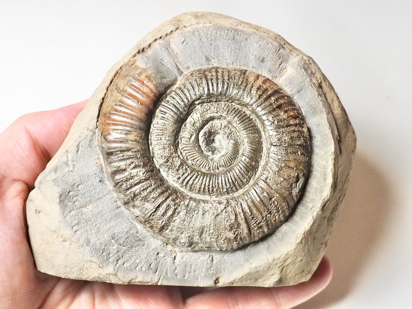 Dactylioceras