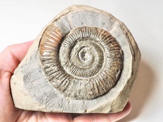 Dactylioceras
