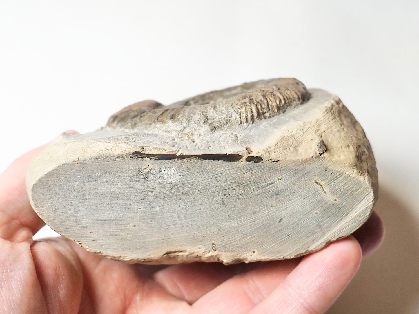 Dactylioceras