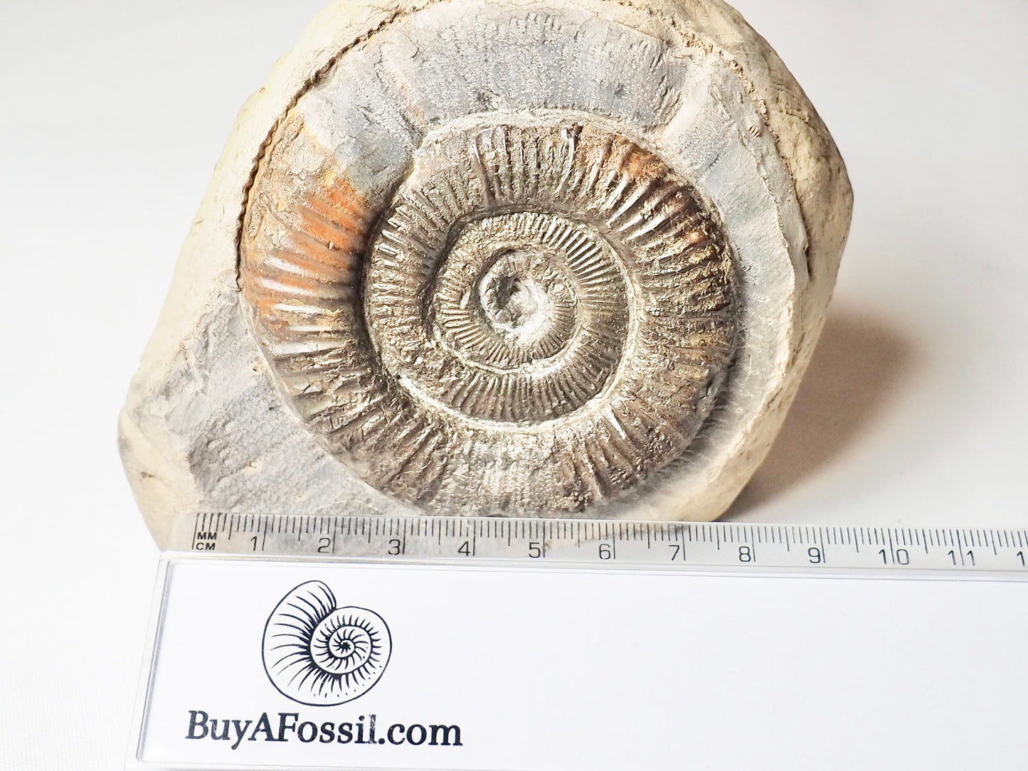 Dactylioceras