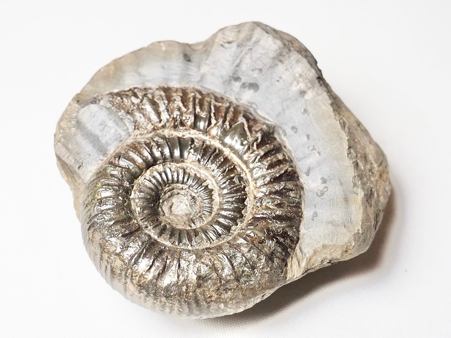 Dactylioceras