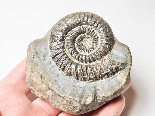 Dactylioceras