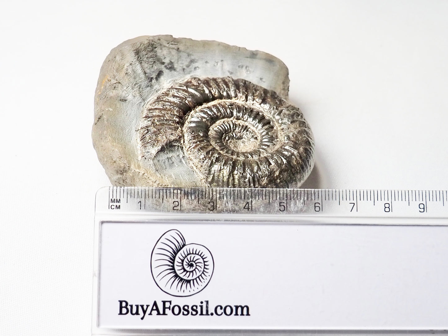 Dactylioceras