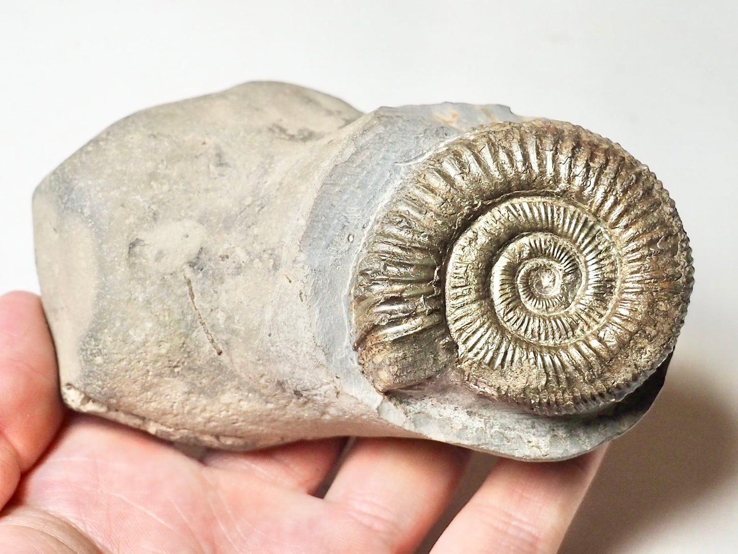Double Dactylioceras