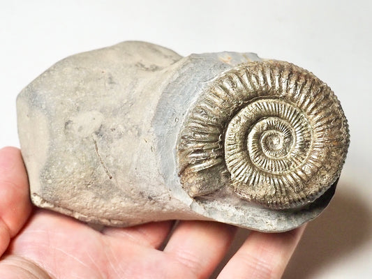 Double Dactylioceras