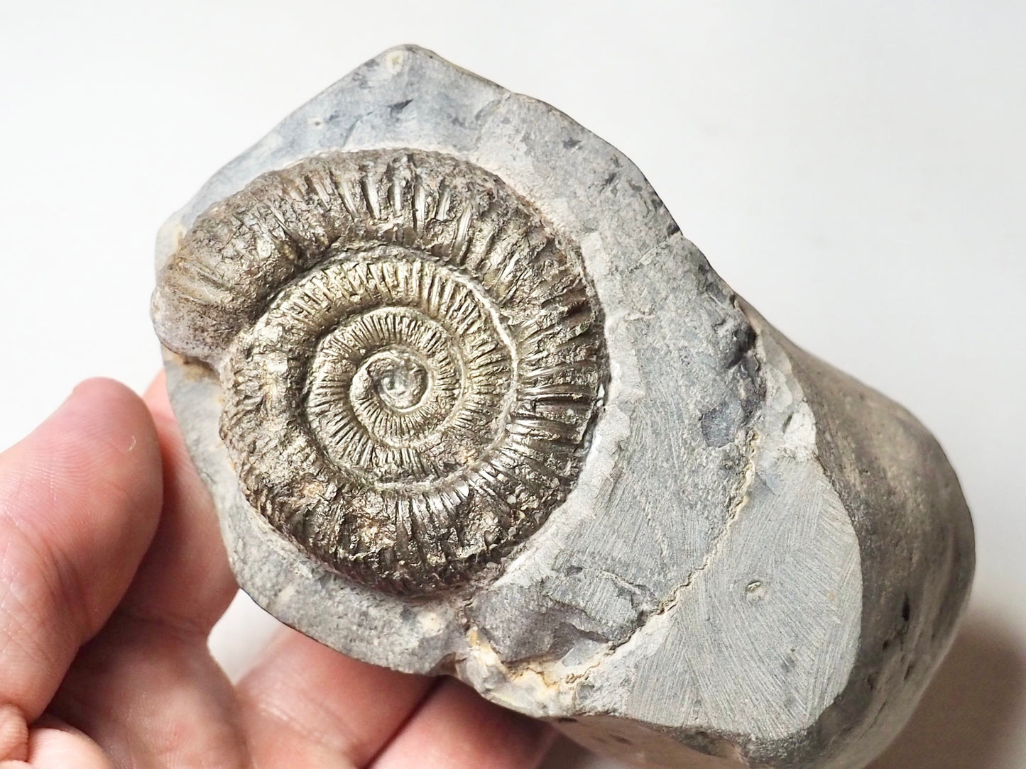 Double Dactylioceras