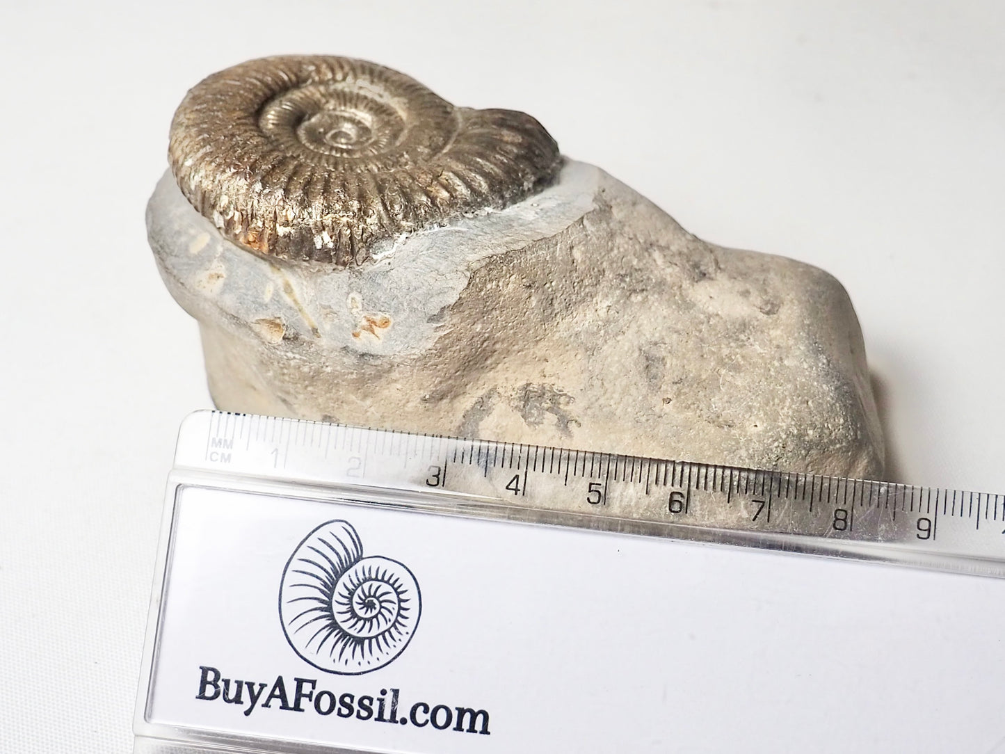 Double Dactylioceras