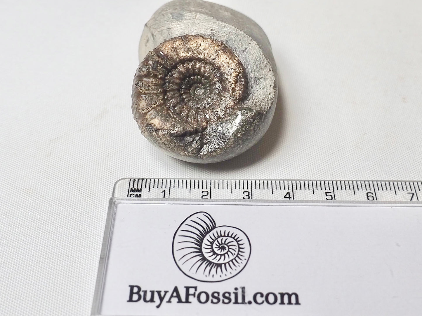 Peronoceras