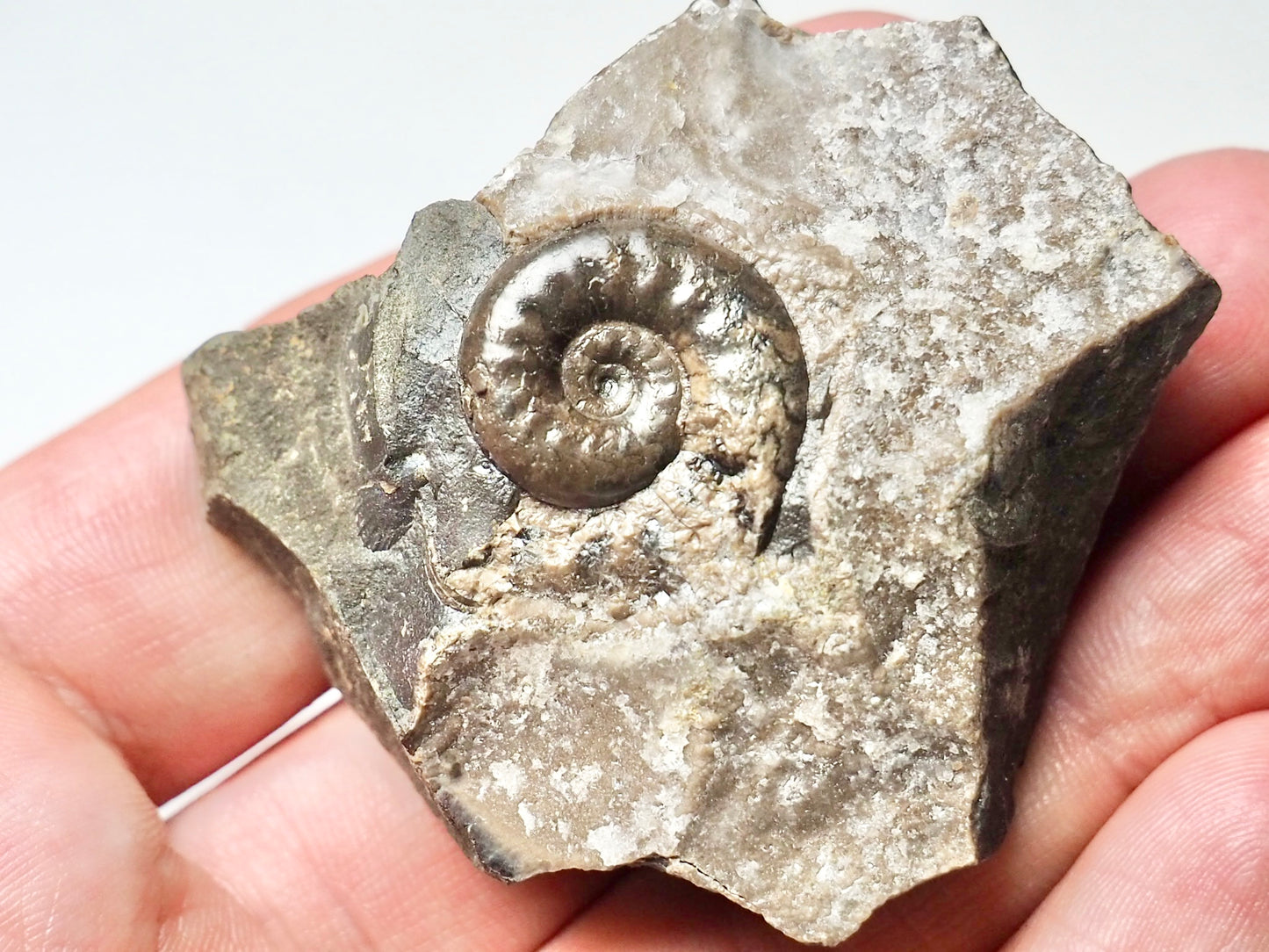 Ammonite - Pick N Mix
