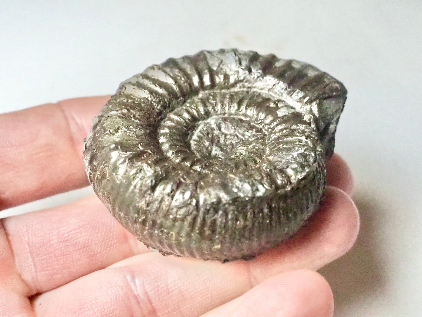 Catacoeloceras