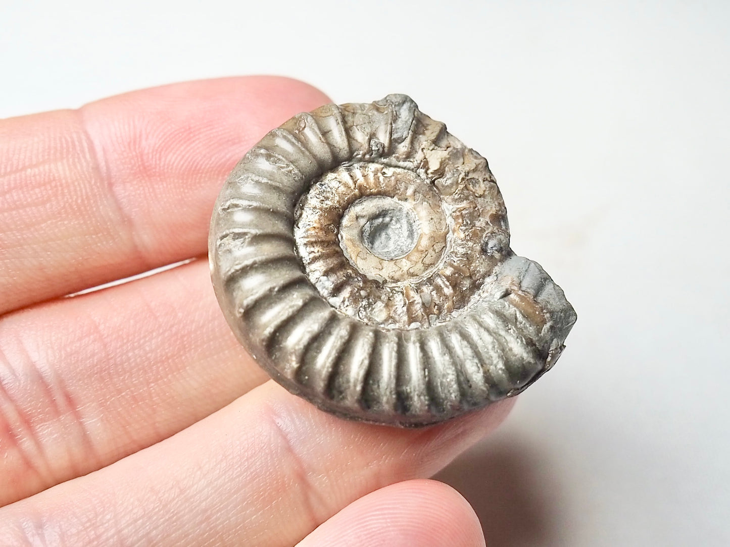 Ammonite - Pick N Mix