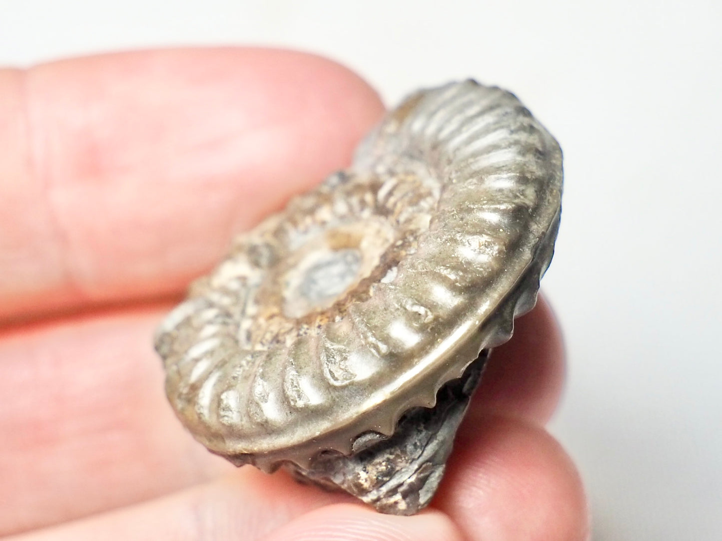 Ammonite - Pick N Mix