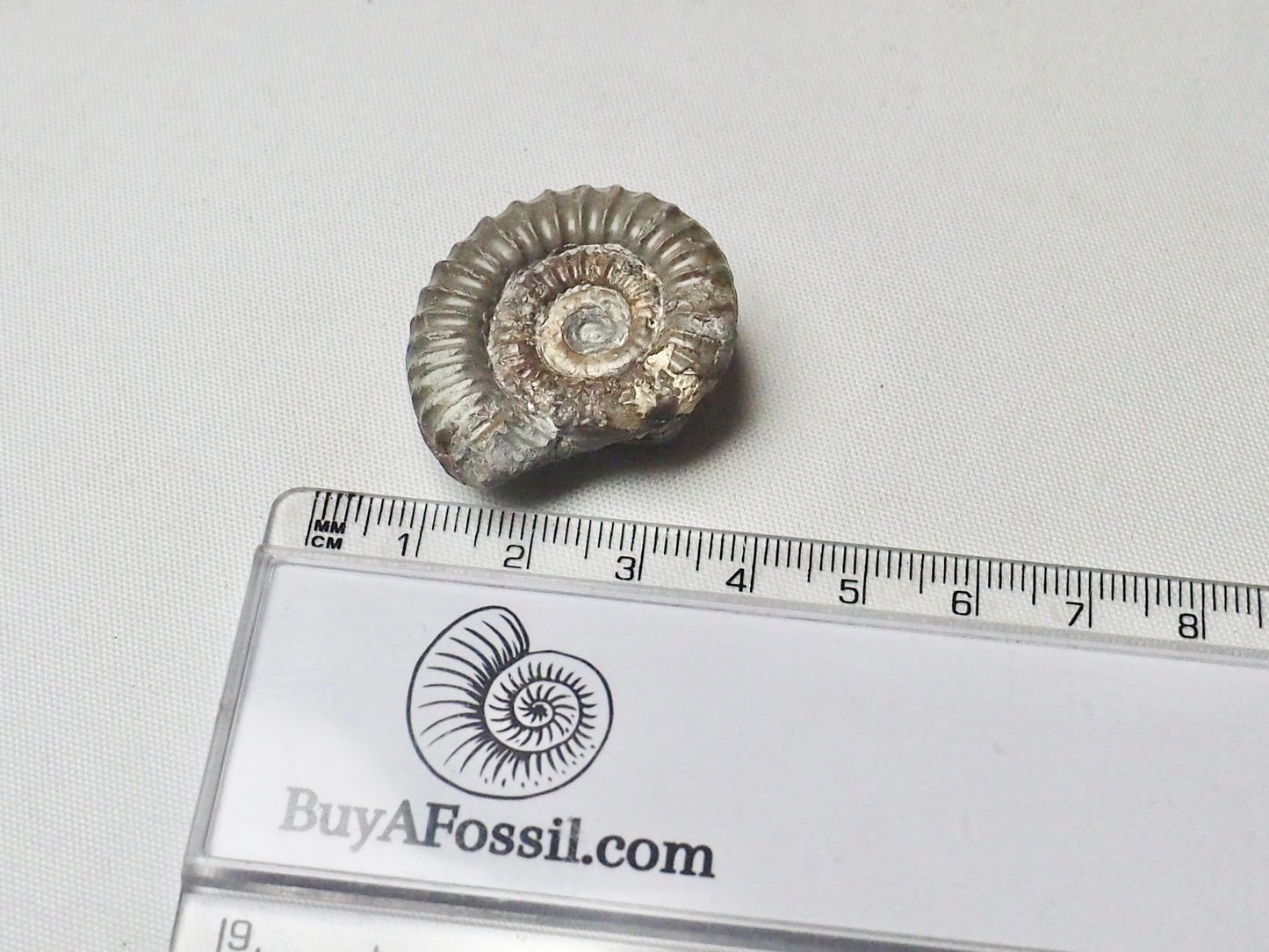 Ammonite - Pick N Mix