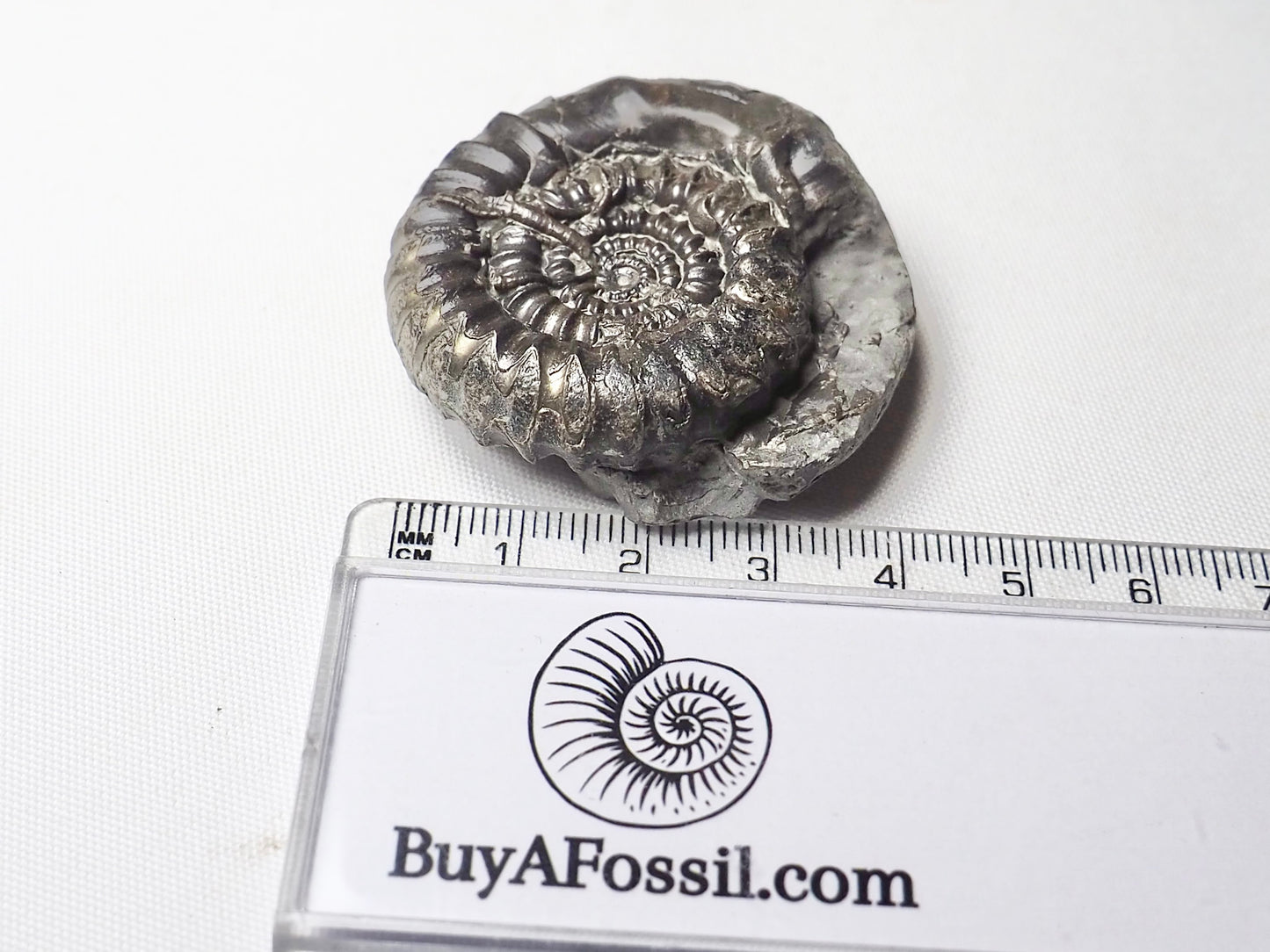 Gagaticeras Gagateum