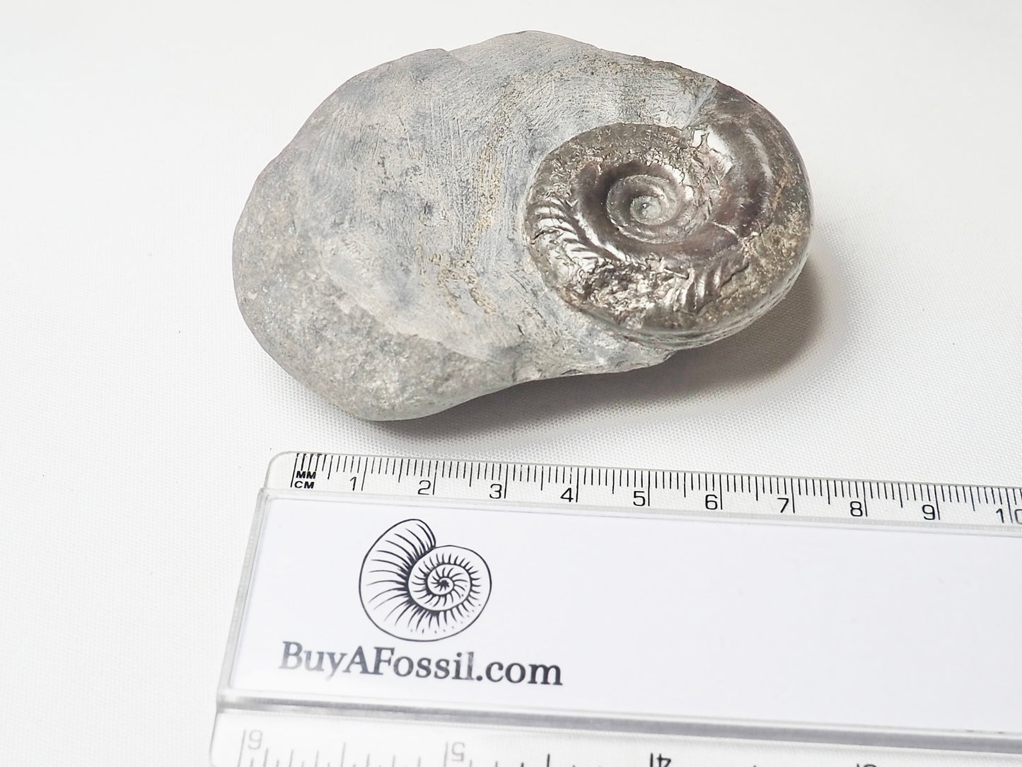 Hildoceras