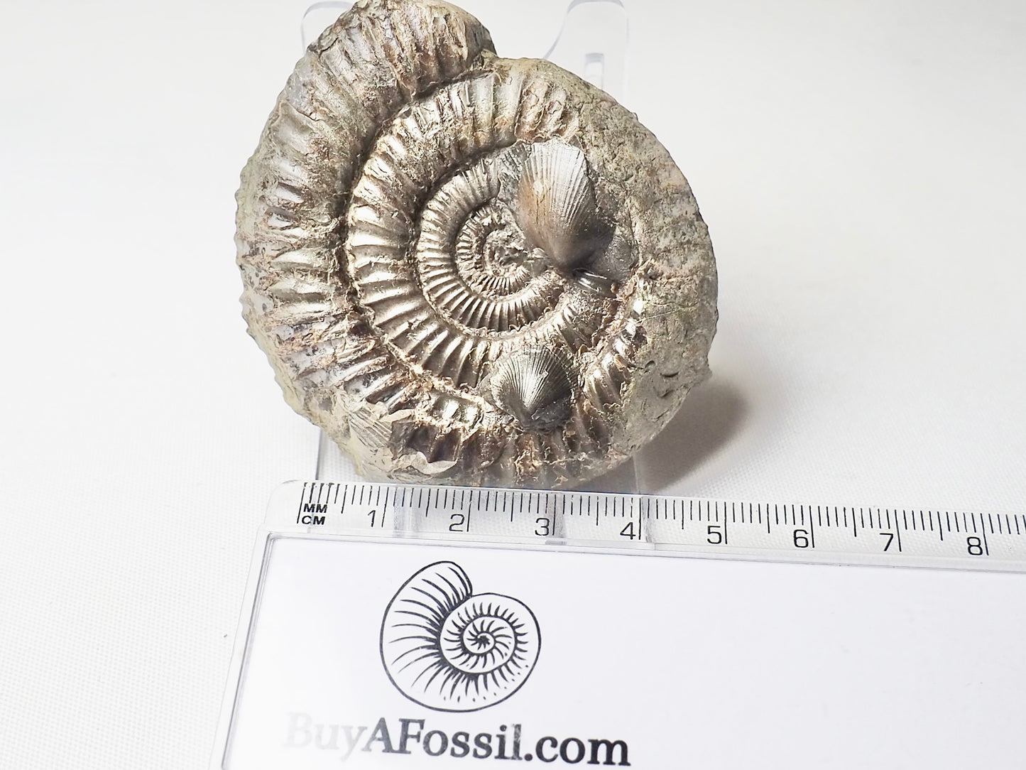 Dactylioceras With Shells