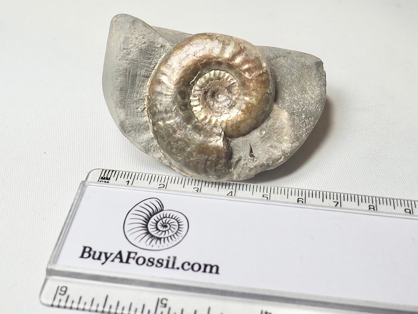Grammoceras Thouarense