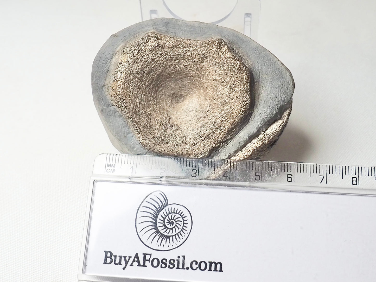 Ichthyosaur Vert