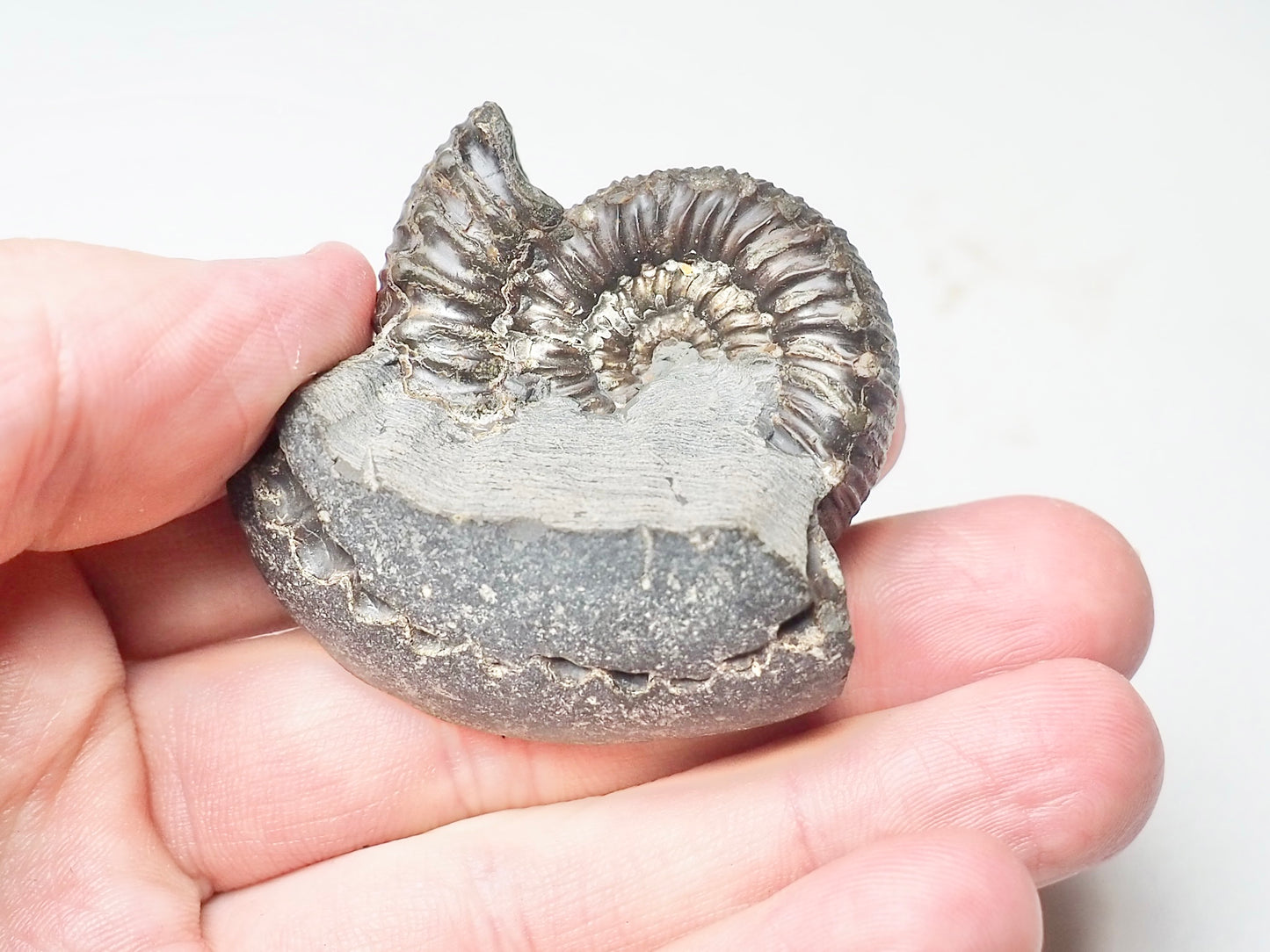 Peronoceras
