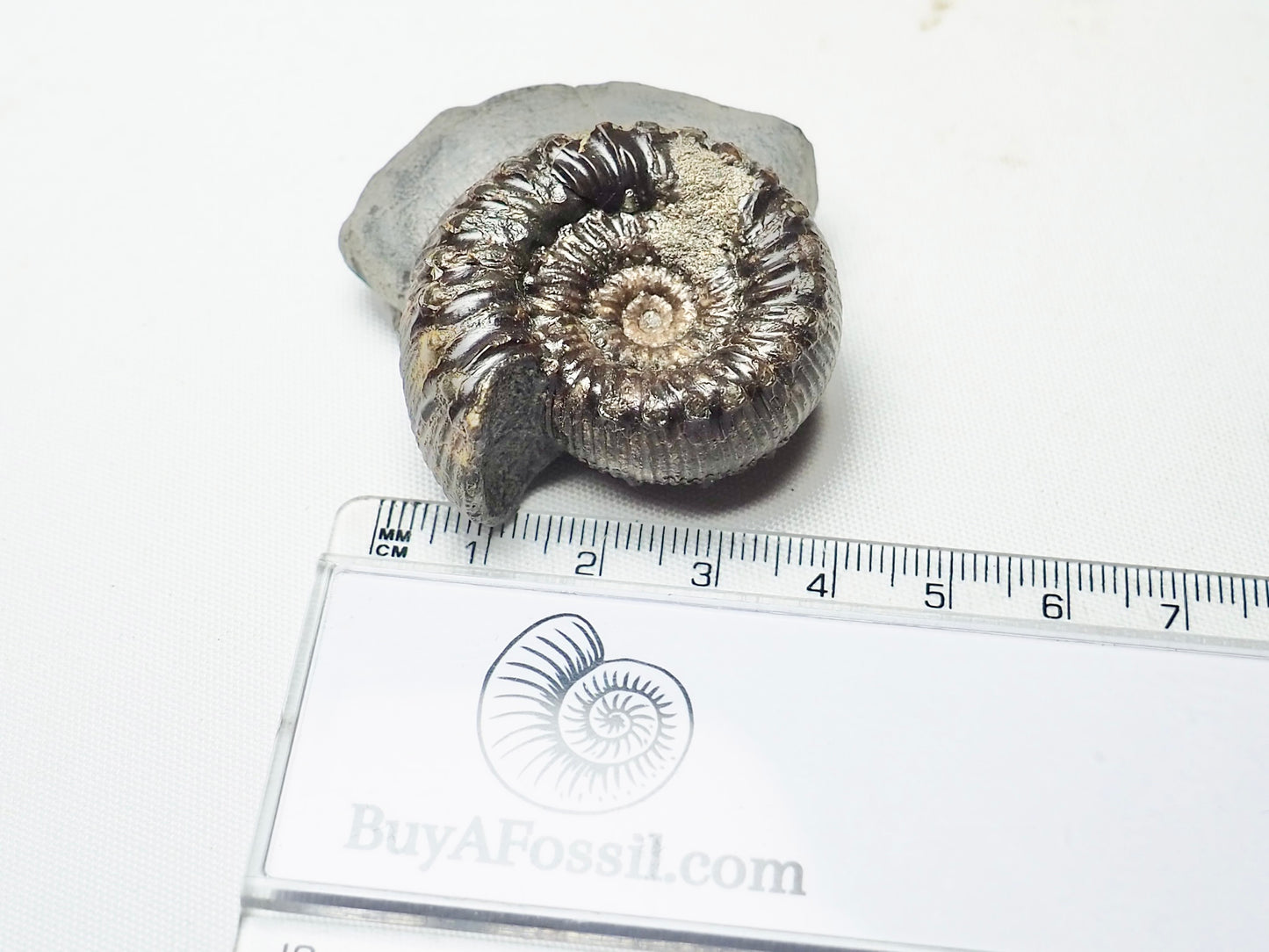 Peronoceras