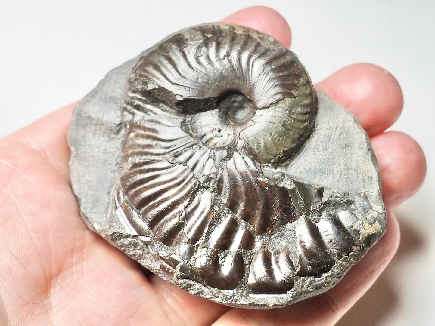 Pseudolioceras