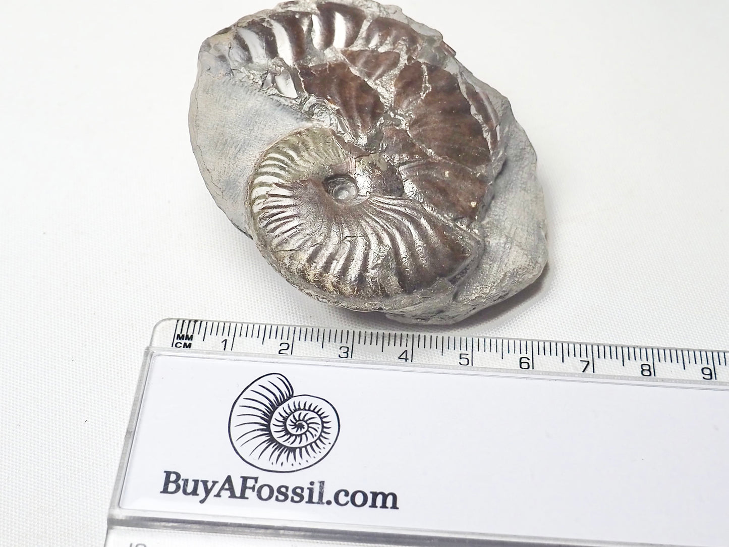 Pseudolioceras