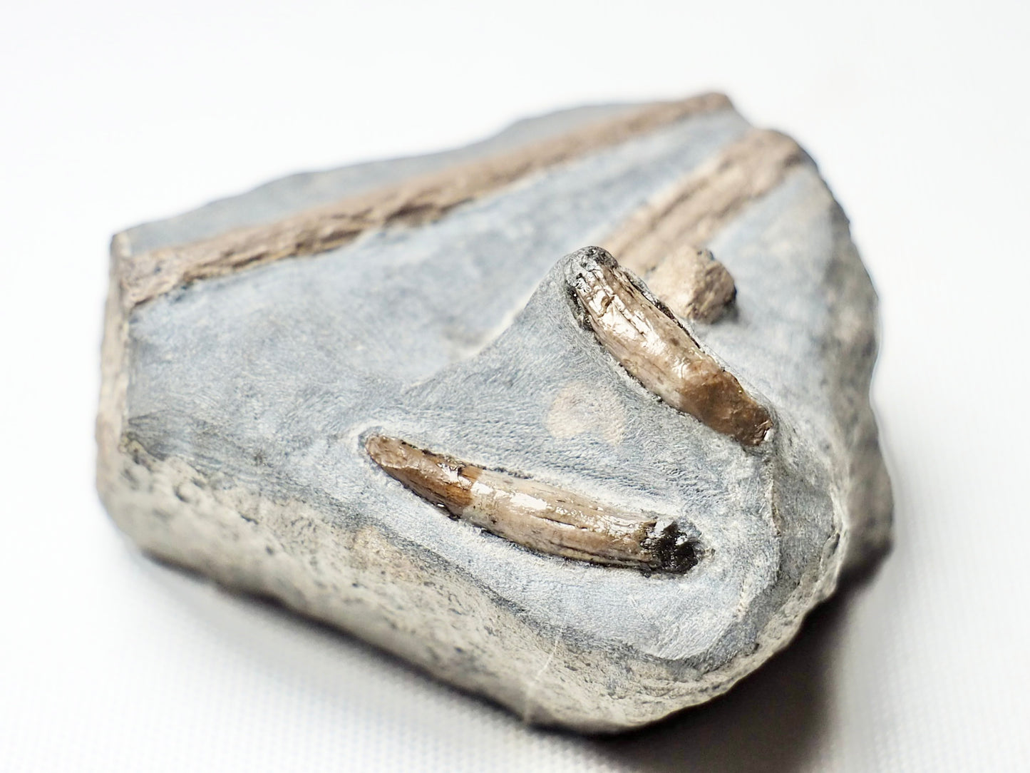 Ichthyosaur Teeth