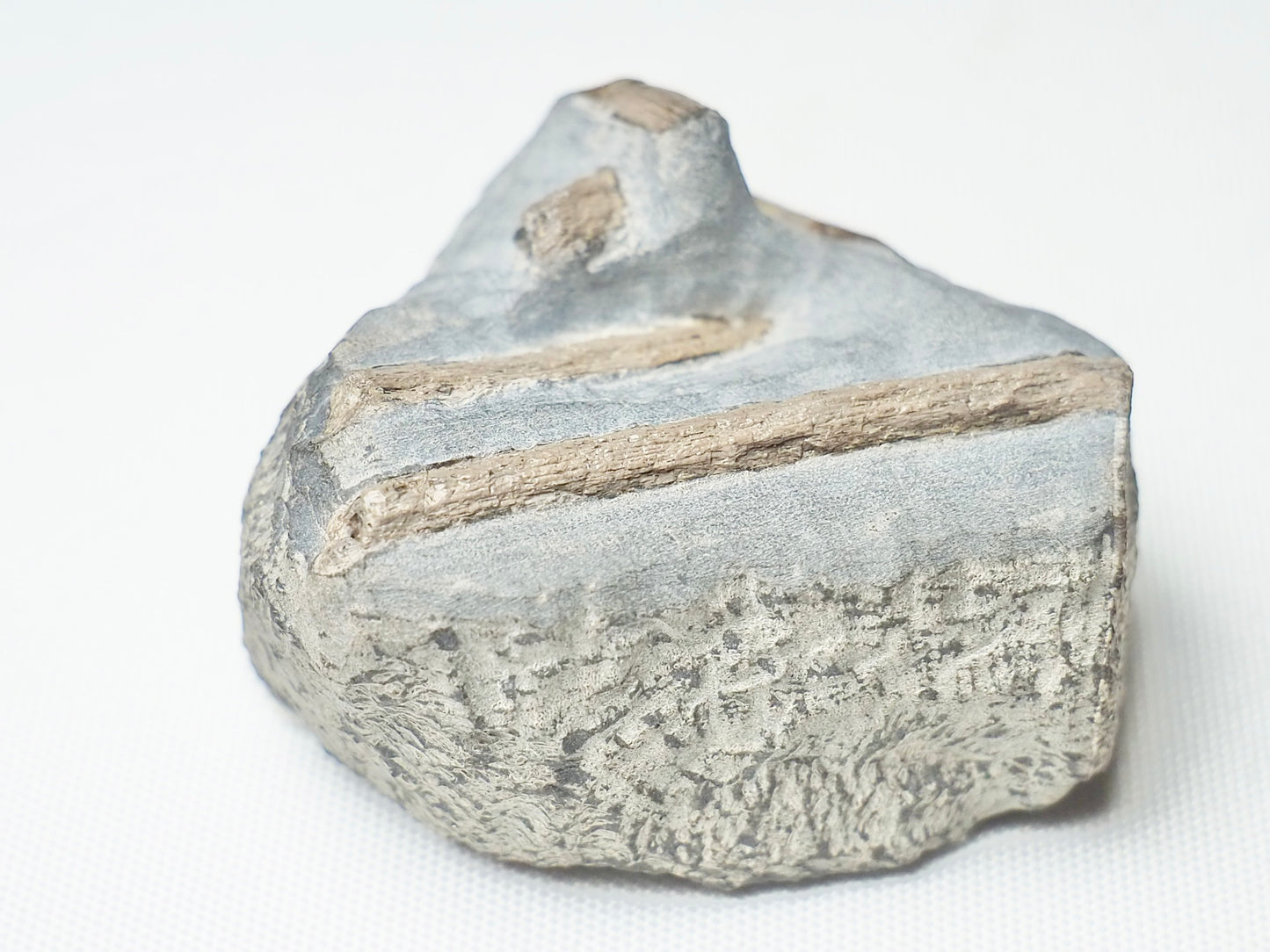 Ichthyosaur Teeth
